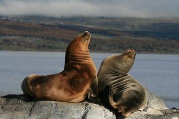 Beagle Channel and Seal Island Catamaran Tour from Ushuaia