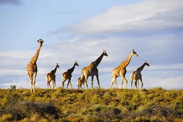 Big 5 Safari Day Tour from Cape Town