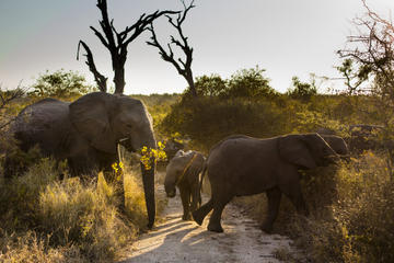 Big Five Afternoon Game Drive in Kruger National Park