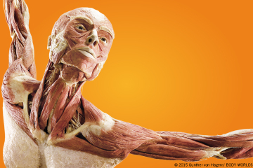 Body Worlds: Pulse the Exhibition at Discovery Times Square