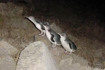 Bonnet Island Wildlife Cruise from Strahan