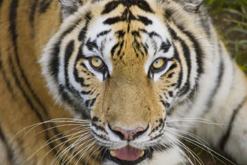 Buenos Aires Zoo