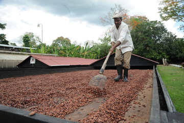 Cacao Plantation and Chocolate Factory Tour from Santo Domingo