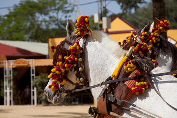 Cadiz Shore Excursion: Small-Group Cadiz Sightseeing Tour, Jerez Horse Show and Sherry Tasting