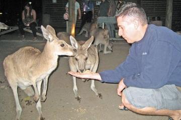 Cairns Night Zoo Safari and Barbecue Dinner