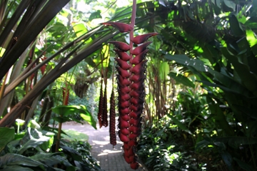 Cairns Wildlife Tour of Mt Whitfield, Cairns Botanical Gardens and Cairns Wildlife Dome