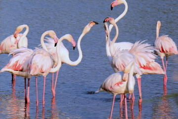 Camargue Tour from Aix-en-Provence