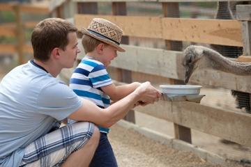 Camel Ride and Plantation Tour