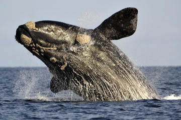 Cape Riviera and Whales Watching Tour from Cape Town