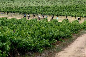 Cape Winelands Bike Tour and Wine Tasting from Cape Town