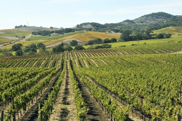 Casablanca Valley Private Wine Wine Tour: Casas del Bosque and Emiliana Wineries