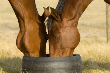 Champion Racehorse Tour with Beer and Wine Tasting