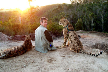 Cheetah Walk and Wild Cat Experience