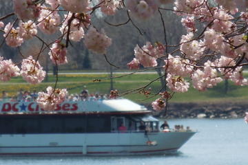 Cherry Blossom and Monuments Cruise in Washington DC