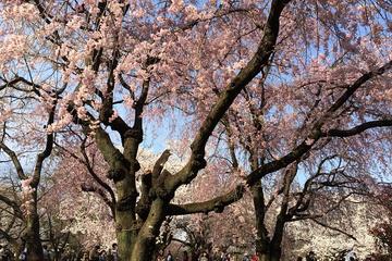Cherry Blossoms Evening Cruise on Sumida River in Tokyo