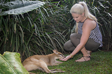Classic Kuranda by Skyrail and Scenic Railway Including Rainforestation, Koala and Wildlife Park and Pamagirri Aboriginal Experience