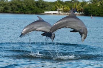 Clearwater Beach Day Trip from Orlando with Dolphin Encounter Cruise