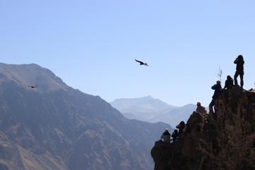 Colca Valley Overnight Tour from Arequipa: Colca Canyon, Vicuna Reserve and Condors