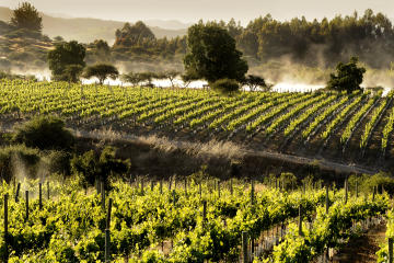 Colchagua Valley Wine Tour from Santiago