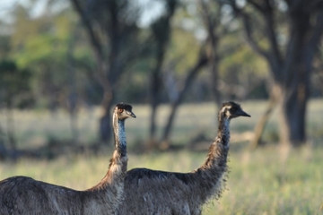 Cunnamulla Town and Industry Tour Including Afternoon Tea