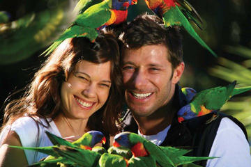 Currumbin Wildlife Sanctuary Day Trip from Byron Bay