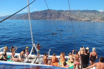 Dolphin Spotting and Whale Watching from Funchal