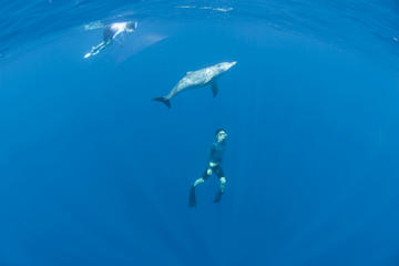 Dolphin Swim Adventure in Madeira