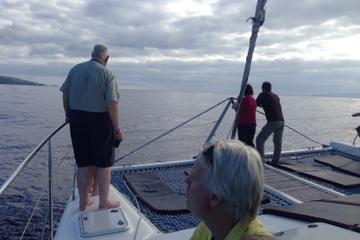 Dolphins and Whales Watching in a Luxurious Catamaran
