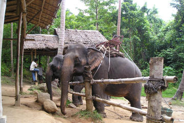 Elephant Camp and Jeep Safari Tour including Lunch from Phuket