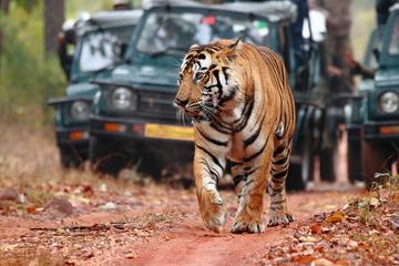 Explore Rajasthan with Tiger Safari at Ranthambore