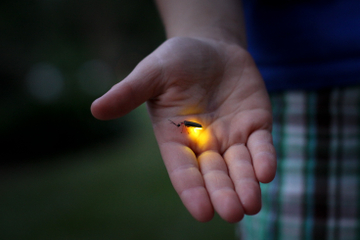 Fireflies Tour in Cherating
