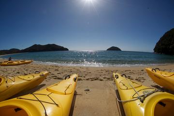 Full-Day Abel Tasman Kayak and Walk