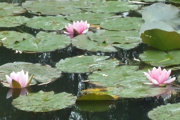Full-day Gerberoy and Giverny with Japanese Guide