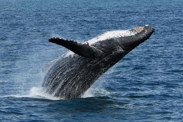 Full-Day Kenai Fjords National Park Cruise