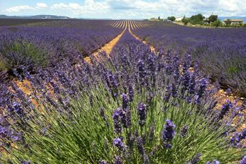 Full-day small group lavender tour to Valensole, Moustiers Sainte Marie and Verdon from Aix-en-Provence