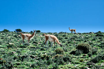 Full-Day Tour Including Villavicencio, The Route of 365 Curves and 7 Colors Mountain