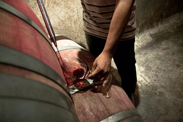 Full-Day Wine Tasting in Mendoza