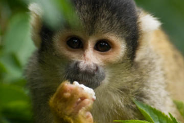 Gatun Lake and Monkey Island Sightseeing Cruise from Panama City