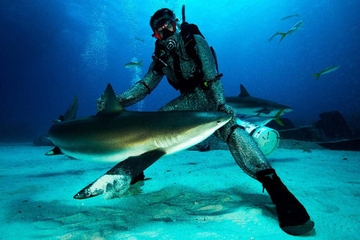 Grand Bahama Shark Dive