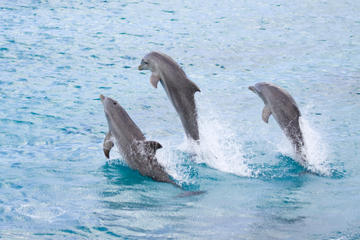 Half-Day Dolphin Island Tour from Punta Cana