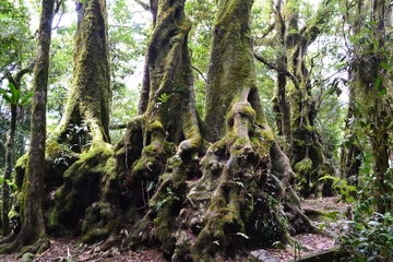 Half-Day Gold Coast Hinterland 4WD Tour
