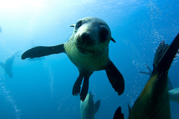 Half-Day Popes Eye Cruise with Snorkeling