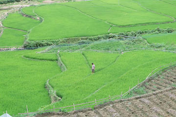 Half-Day Trekking Trip to Sapa Valley Including Y Linh Ho Visit