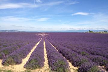 Half-Day Valensole Lavender Tour from Aix-en-Provence