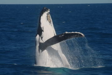 Half-Day Whale Watching Tour on the MV Whalesong