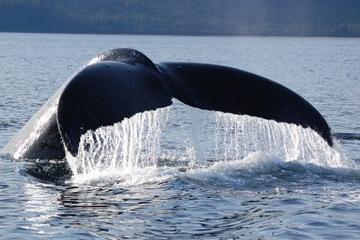Hoonah Whale Watch Adventure