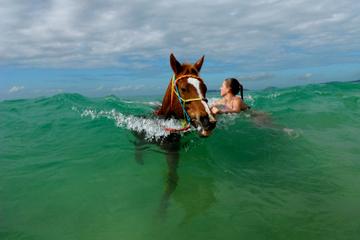 Horse Swimming Ride from Rainbow Beach