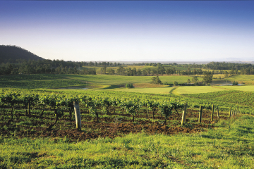 Hunter Valley Food and Wine Tasting Day Tour from Sydney Including Optional Hunter Valley Gardens