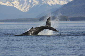 Icelandic Horse Riding Tour and Whale Watching Cruise from Reykjavik