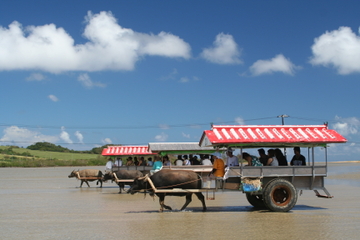 Iriomote, Yubu and Taketomi Island Tour Including Water Buffalo Cart Ride